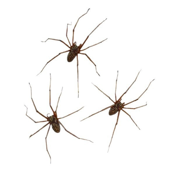 Slouchy Attractive Personalized Spider Special Interest Stud Earrings