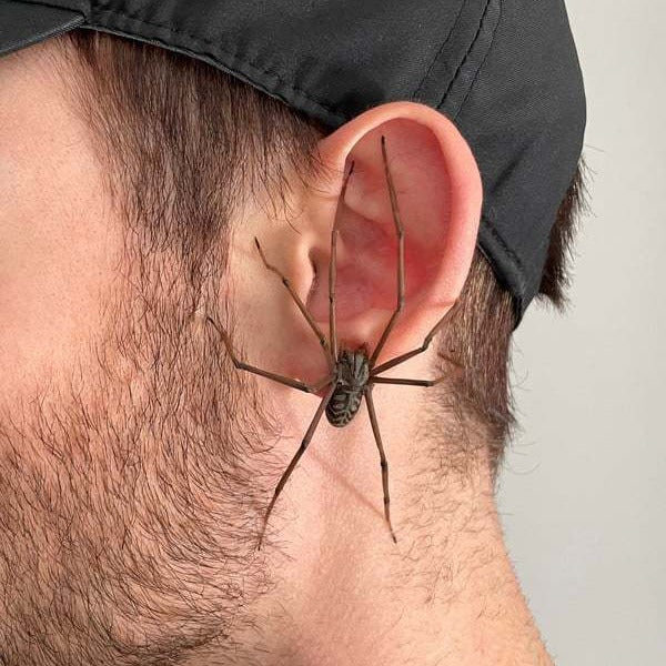 Slouchy Attractive Personalized Spider Special Interest Stud Earrings