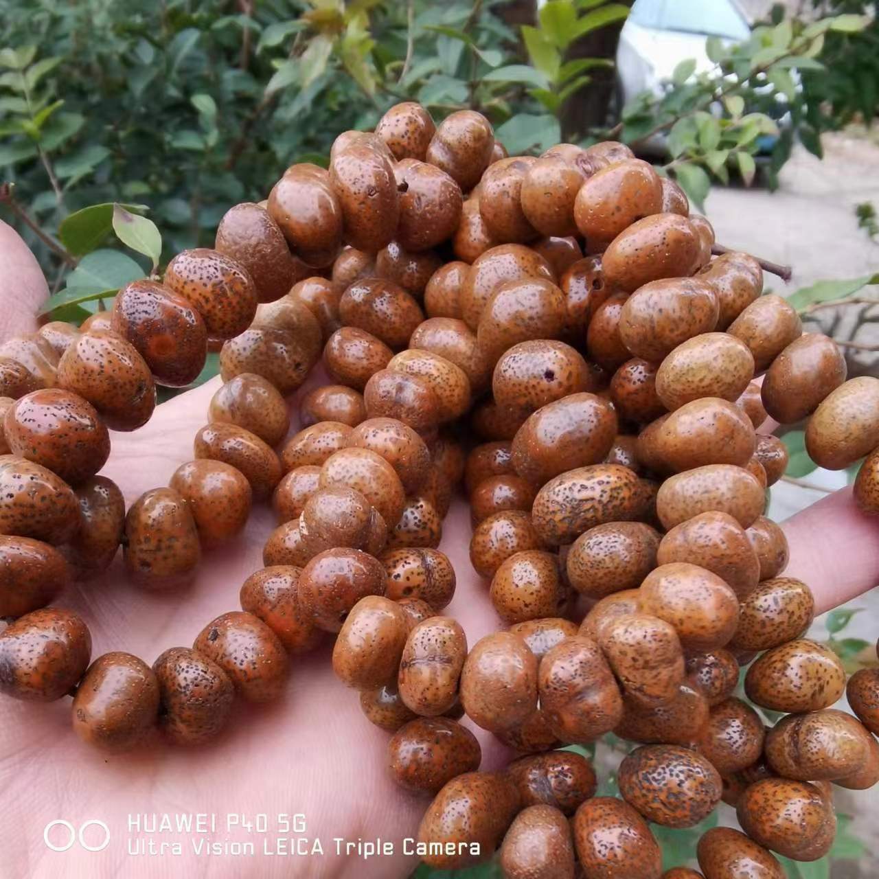 Ingot Bodhi Buddha Beads Raw Material Zen Seeds Bracelet